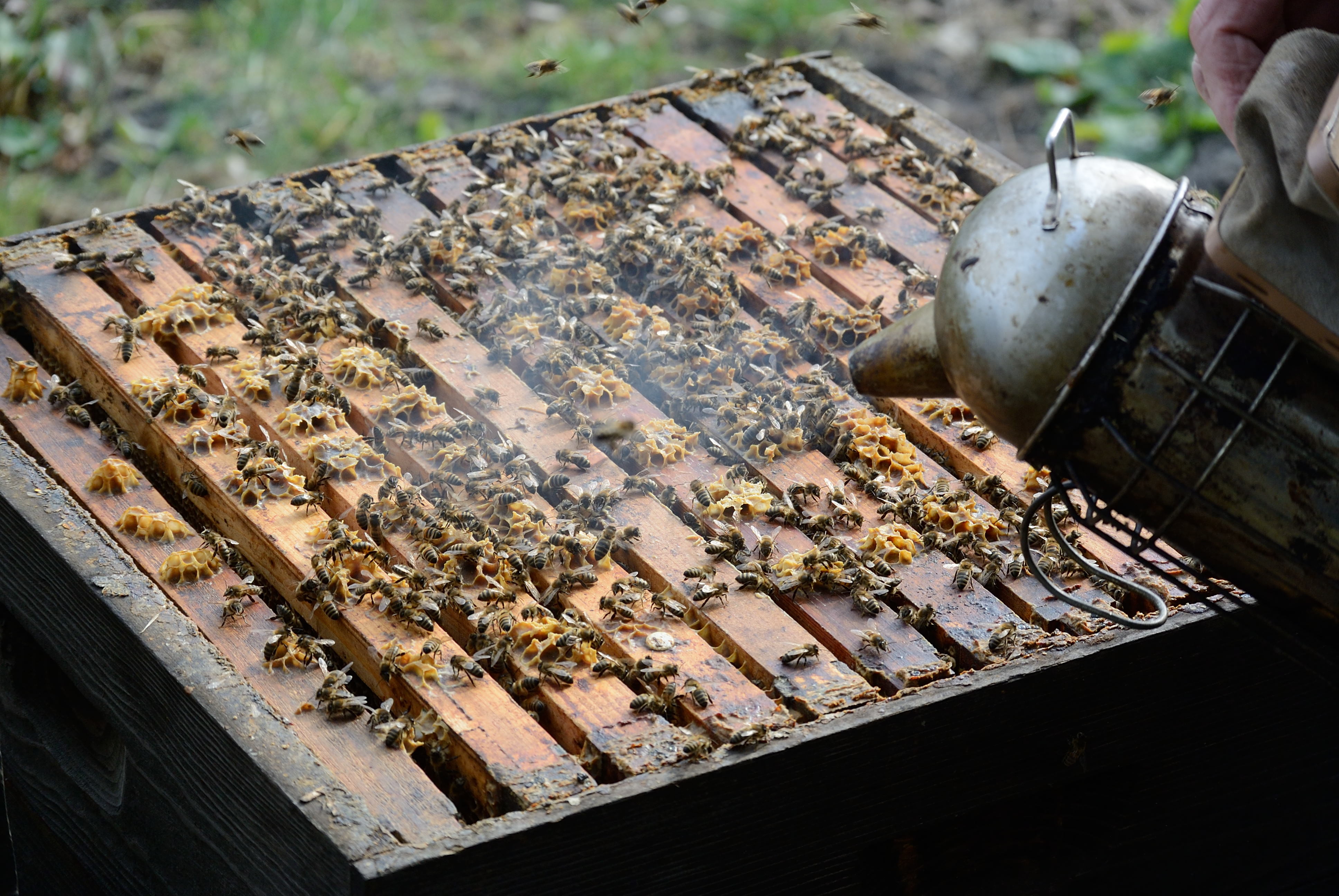 /kraai/foto/2015/2015-03-17 Harssens/DSC_1086_034.jpg